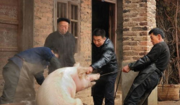 屠宰场杀猪视频,震撼人心的真实画面